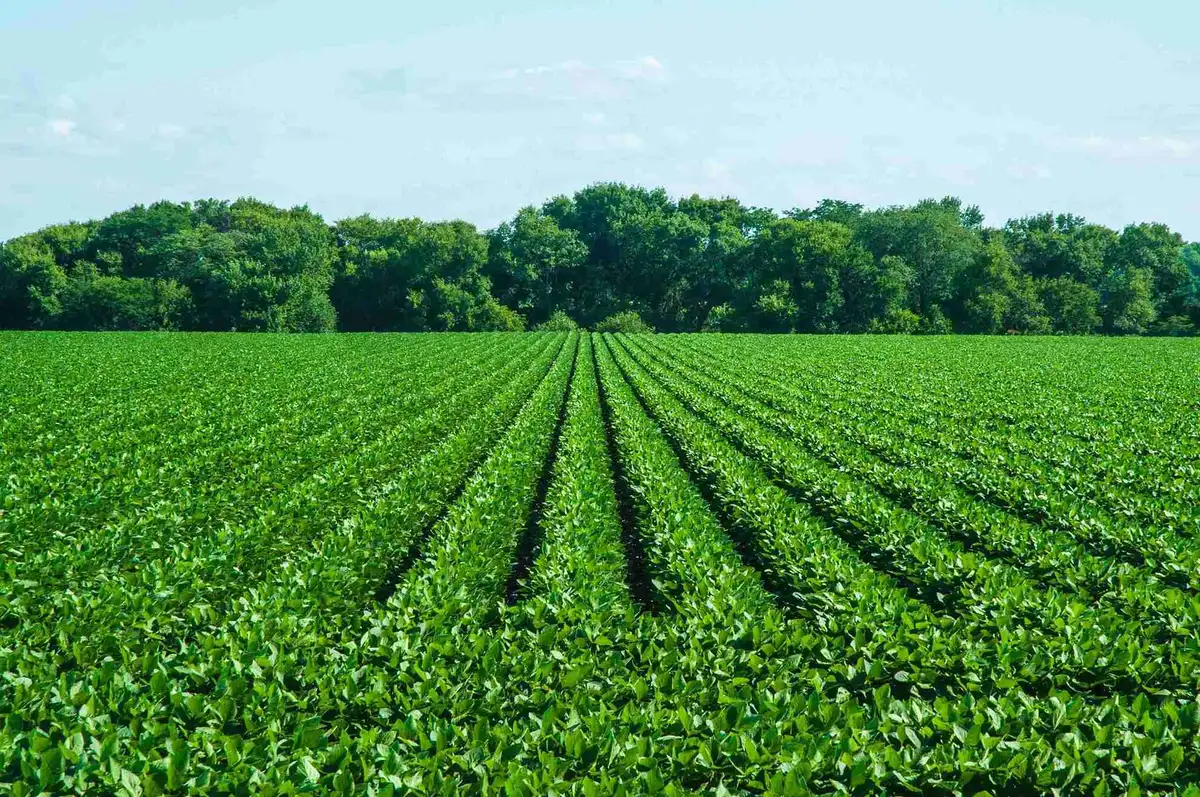 Nitrofix Soya Inoculant